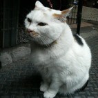 クロ